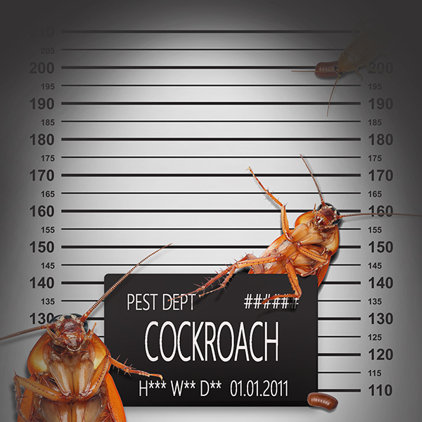 cockroach.jpg