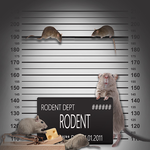 rodent.jpg